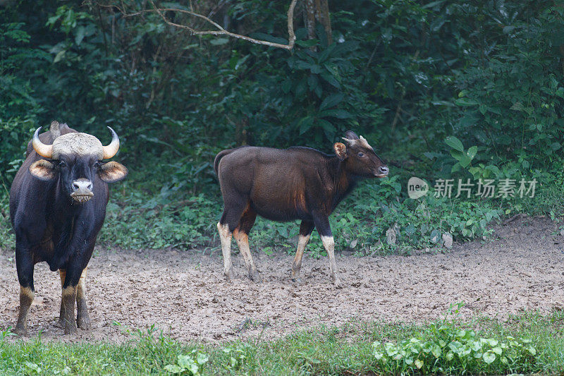 动物:都是野牛，也被称为印度野牛(Bos gaurus)